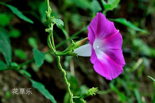 打碗花介紹 怎么區(qū)分打碗花和牽牛花