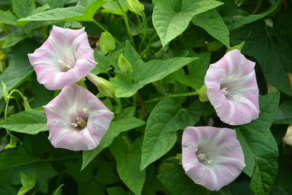 打碗花介紹 怎么區(qū)分打碗花和牽牛花