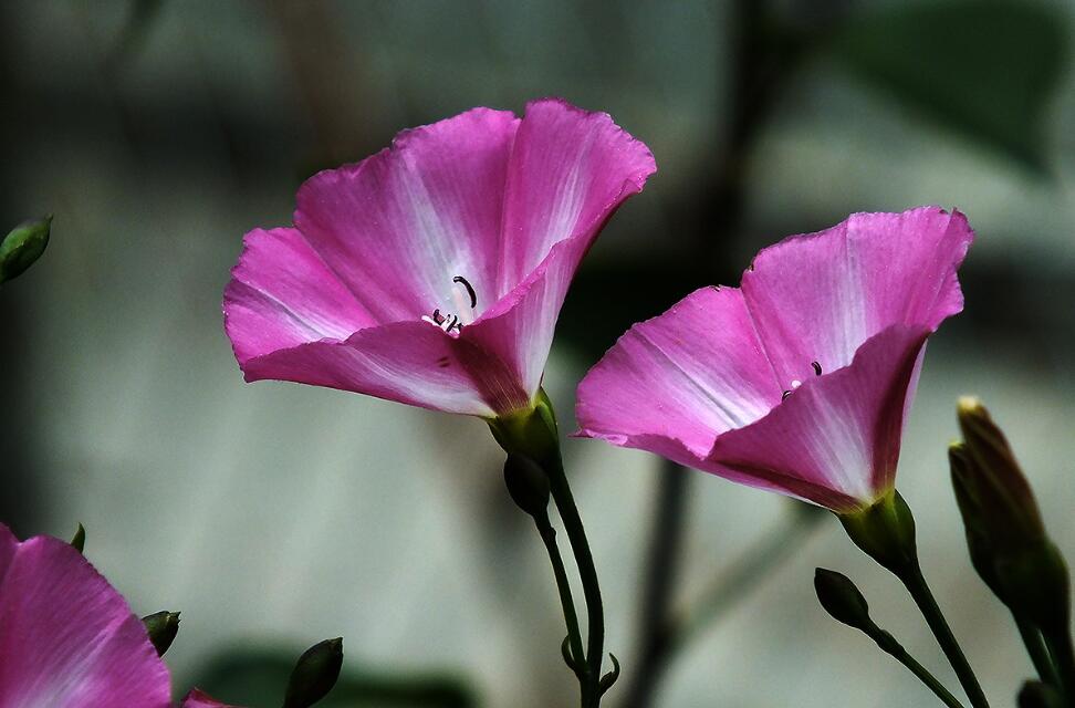 打碗花介紹 怎么區(qū)分打碗花和牽牛花