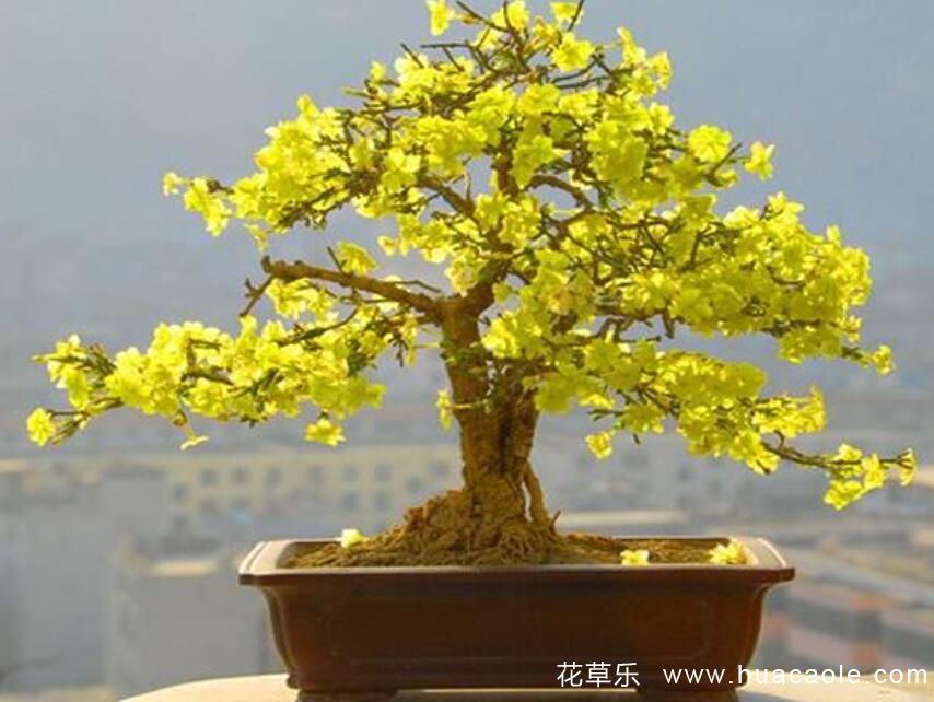 迎春花的特點 迎春花圖片分享