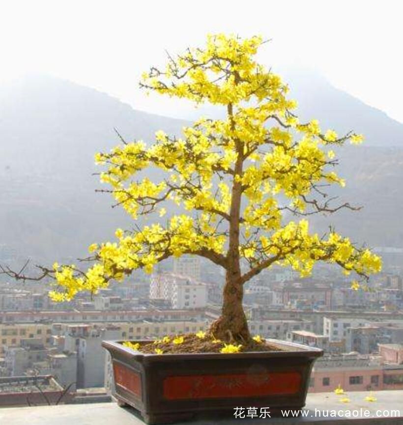 迎春花的特點 迎春花圖片分享