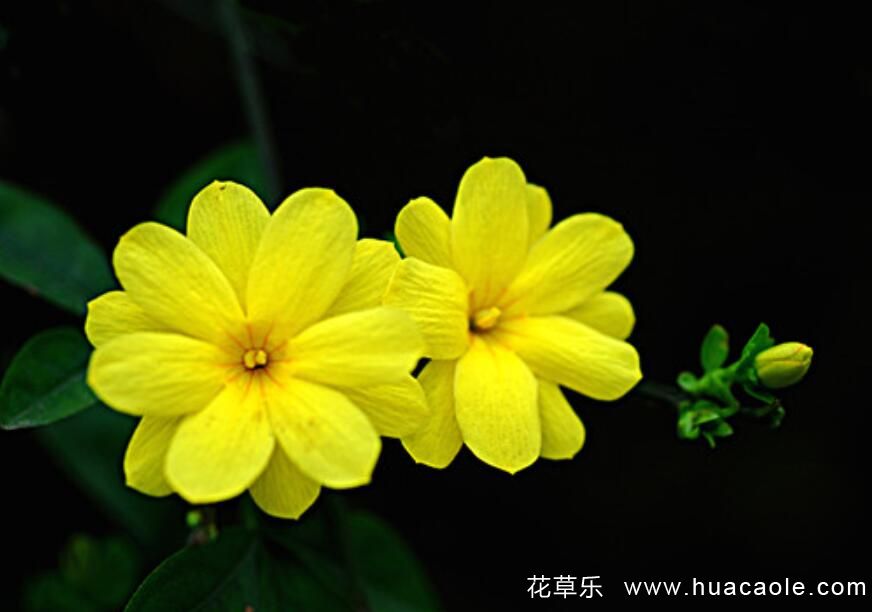 迎春花的特點 迎春花圖片分享