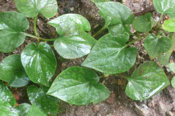 憶那些年我們一起挖過(guò)的野菜