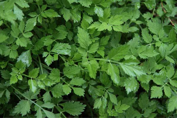 憶那些年我們一起挖過(guò)的野菜