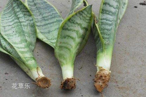 虎皮蘭居然有30多個品種你知道嗎？虎皮蘭怎么移植