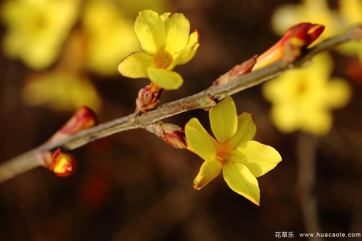 迎春花的特點 迎春花圖片分享