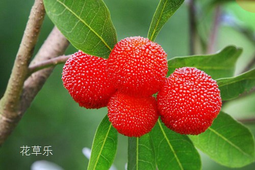 又到一年吃楊梅季，你知道楊梅怎么洗最干凈嗎