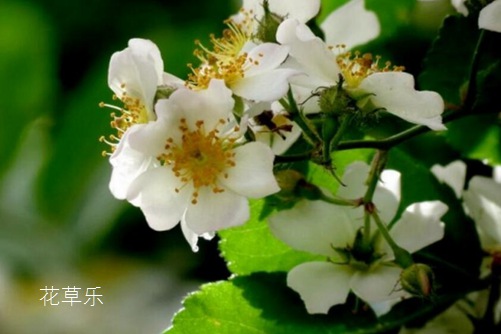 荼蘼花開-末日之美,荼蘼花圖片大全！