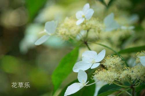 荼蘼花開-末日之美,荼蘼花圖片大全！