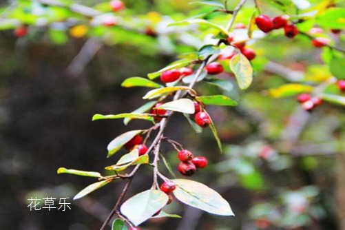 荼蘼花開-末日之美,荼蘼花圖片大全！