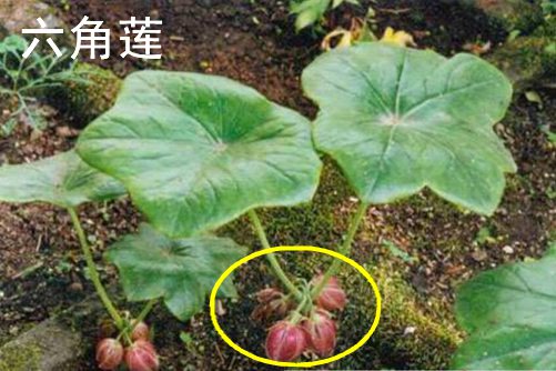 六角蓮和八角蓮的區(qū)別 都有解毒的功效