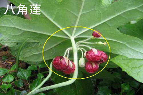 六角蓮和八角蓮的區(qū)別 都有解毒的功效