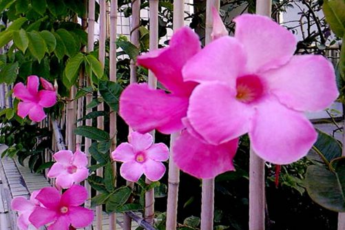  飄香藤好養(yǎng)嗎,這樣養(yǎng)飄香藤才會四季開花,芳香四溢