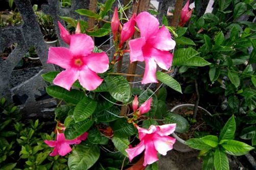  飄香藤好養(yǎng)嗎,這樣養(yǎng)飄香藤才會四季開花,芳香四溢
