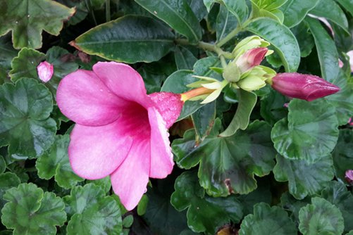  飄香藤好養(yǎng)嗎,這樣養(yǎng)飄香藤才會四季開花,芳香四溢