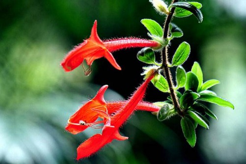 鯨魚花圖片 盆栽鯨魚花圖片欣賞