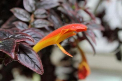 鯨魚花圖片 盆栽鯨魚花圖片欣賞