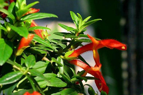 鯨魚花圖片 盆栽鯨魚花圖片欣賞