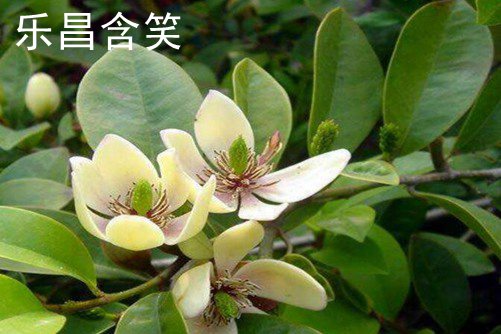 深山含笑和樂昌含笑的區別, 深山含笑開花比樂昌含笑早一個月