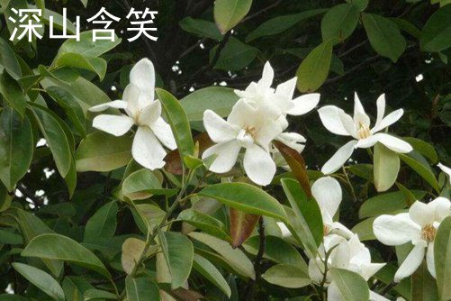 深山含笑和樂昌含笑的區別, 深山含笑開花比樂昌含笑早一個月