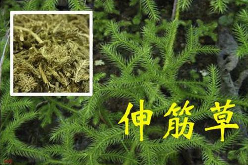伸筋草的功效與作用,伸筋草怎么吃