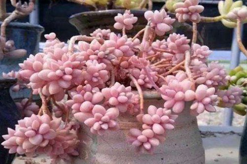 姬秋麗多肉養殖方法，用以下方法，從屌絲丑樣逆襲成白富美！