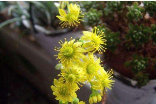 小人祭什么時候開花？我是一般不開花，開起花來也萌死人的多肉君！