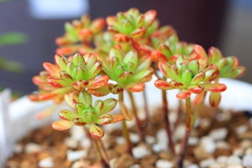 小人祭什么時候開花？我是一般不開花，開起花來也萌死人的多肉君！