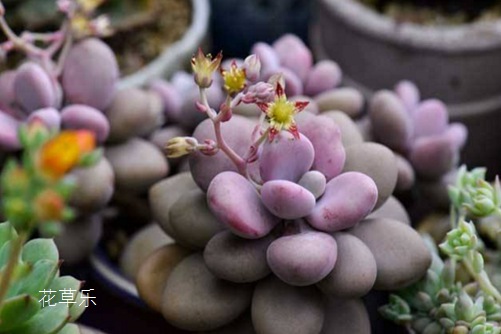 桃之卵（桃蛋）怎么播種？管它什么蛋，養好了就是你的蛋！