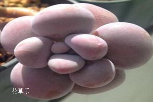 桃之卵（桃蛋）怎么播種？管它什么蛋，養好了就是你的蛋！