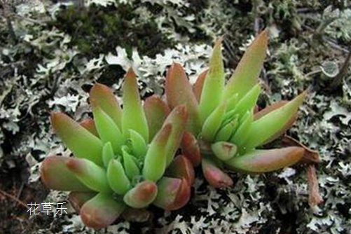 開在屋頂的花，瓦松怎么繁殖？