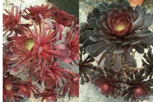 紅銅壺和黑銅壺法師區別，法師控必備的兩個品種和辨別方法