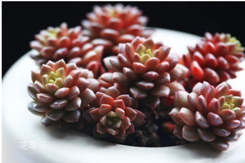 小玉開完花會死嗎？最好咔嚓一刀