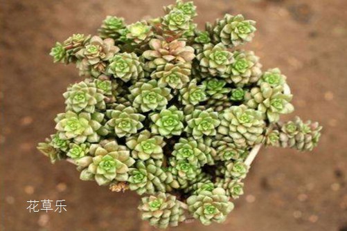 小玉開完花會死嗎？最好咔嚓一刀