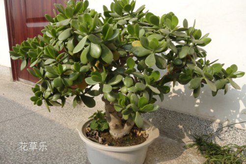 多肉燕子掌開花，你造嗎？如何讓燕子掌年年開花？