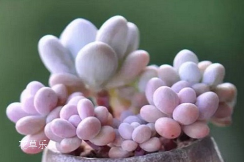 桃之卵怎么爆盆？我不要三生三世十里桃花，只要一窗臺(tái)的桃之卵