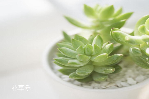 翡翠景天好養(yǎng)嗎 翡翠景天和千佛手有什么不同