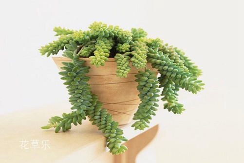 翡翠景天好養(yǎng)嗎 翡翠景天和千佛手有什么不同