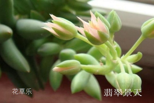 翡翠景天好養(yǎng)嗎 翡翠景天和千佛手有什么不同