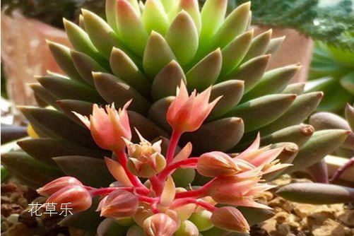 翡翠景天好養(yǎng)嗎 翡翠景天和千佛手有什么不同