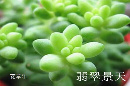 翡翠景天好養(yǎng)嗎 翡翠景天和千佛手有什么不同