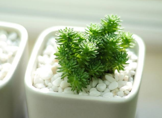 這些年，多肉開過的花兒，白花小松什么時候開花？
