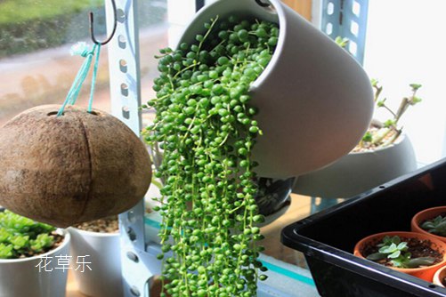 珍珠吊蘭懸垂觀葉植物，怎樣擺放全家運氣會更旺