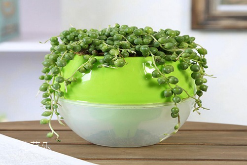 珍珠吊蘭懸垂觀葉植物，怎樣擺放全家運氣會更旺