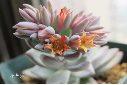 你見過霜之朝開花嗎？據(jù)說見過霜之朝開花的人都很幸福！