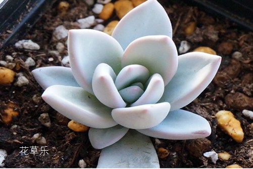 你見過霜之朝開花嗎？據(jù)說見過霜之朝開花的人都很幸福！