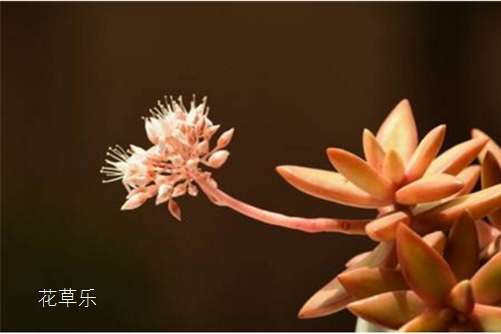 銘月幾時有，花開在何時?多肉銘月會開花嗎？