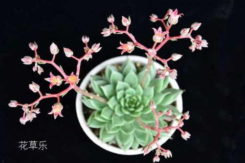 相逢就是緣，銀星開花會死嗎？