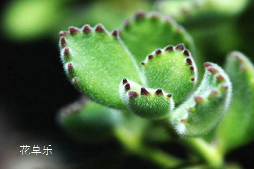 多肉熊掌花怎么修剪和摘心，才會(huì)很快長(zhǎng)出熊掌一樣的“紅爪子”