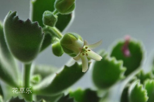 多肉熊掌花怎么修剪和摘心，才會(huì)很快長(zhǎng)出熊掌一樣的“紅爪子”